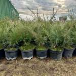 Виктория, фото