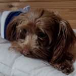 Артемида, фото