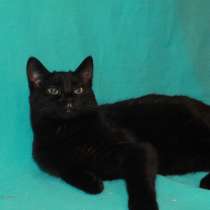 Красавица Кармен, черная ласкушка. Молодая кошка в добрые ру, в Москве