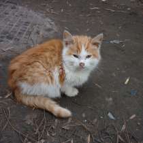 Котята, в Тамбове