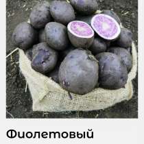 Продам семенной фиолетовый картофель, в Бийске