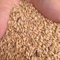 Пшеница, ячмень, отруби, в Набережных Челнах