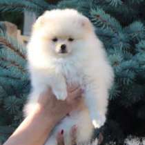 Белый пом, в Санкт-Петербурге