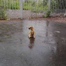 Щенки в дар, в Москве