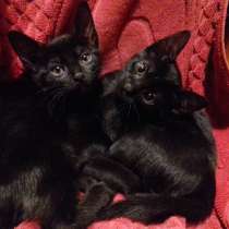 Бомбейские котята, девочки, в Санкт-Петербурге