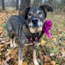 Идеальная пара классных собак в семью, в Санкт-Петербурге