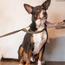 Трехцветный добродушный пёс Барон ищет дом, в Москве