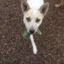 Фростик ищет дом, в Красноярске