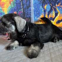 Щенки цвергшнауцера, в Симферополе