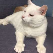 Срочно котик в дар, в г.Минск