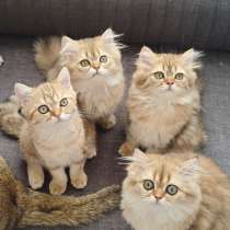 Котята шотландские, в г.Mezitli