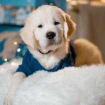 Золотистый ретривер, в Ижевске