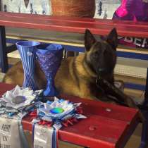 Бельгийская овчарка малинуа, в Москве