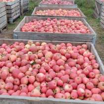 Яблоки Крымские на переработку, в Симферополе