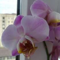 Приму в дар орхидеи, в Санкт-Петербурге