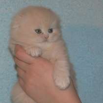 Персидские кремовые котята, в Москве