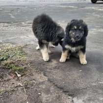 Щенки срочно ищут дом, в Москве