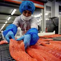 Продам стабильный бизнес: рыбзавод. До 1 млн прибыли, в Краснодаре