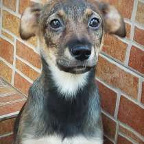 Маленькая собачка ищет семью, в Москве