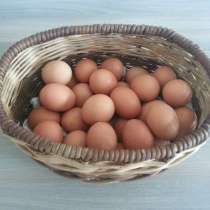 Яйцо куриное деревенское крупное, в Подольске