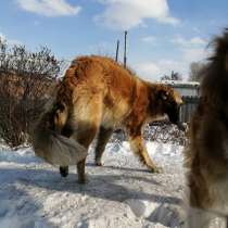 Кобель Русской псовой борзой, в Томске