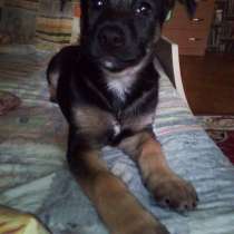 щенки, в Москве