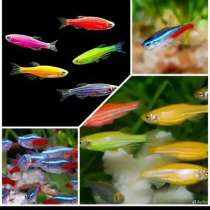 Аквариумные рыбки разные, в Нахабино