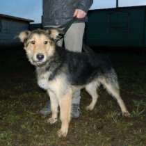 Отдам даром Активный пес Вжик ищет дом., в Санкт-Петербурге