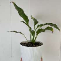 Цветок Спатифиллум «Домино» (женское счастье), в Чайковском