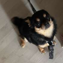 Порода чихуахуа, в Новосибирске