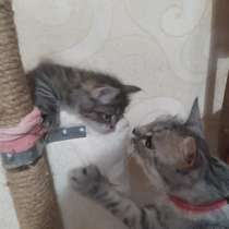 Котята в добрые руки, в Кольчугине