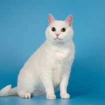 Ласковая белая британская кошка Лаура, в Москве
