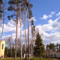 Спилить деревья, в Москве