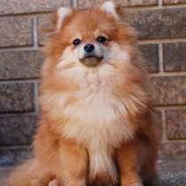 Приму в дар шпица, в Москве