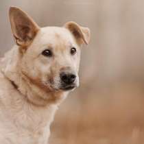 Дюшес - лучший Друг для всей семьи!, в Москве