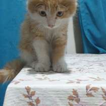Бездомный котенок ищет добрые руки, в г.Алматы