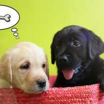 Щенки лабрадора от супер родителей!, в Санкт-Петербурге
