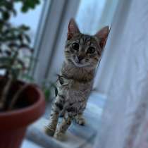 Котёнок ищет дом, в Санкт-Петербурге