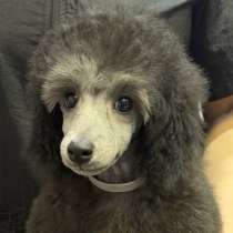 Щенок пуделя миниатюрный мальчик серебристый Рондо, в Москве