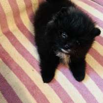 Померанский шпиц, в Уссурийске