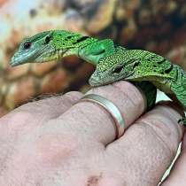 Продается зеленый древесный варан, в г.Белиз