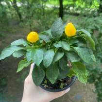 Перец стручковый (Capsicum annuum). Растения, цветы, в Москве