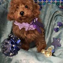 Той-пудель мальчик рэд брауд, в Краснодаре