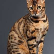 Породистая, бенгальская кошка, в г.Токмак