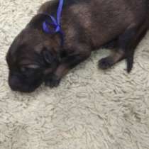 Щенки немецкой овчарки, в г.Минск