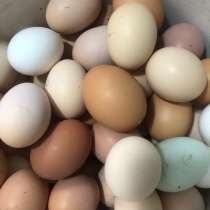 Яйца куриные, в Воронеже