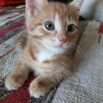 Котята (Рыжики и Черныш), в Самаре