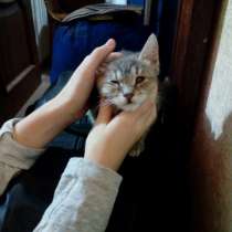 Срочно ищем дом или передержку для котят!, в Воронеже