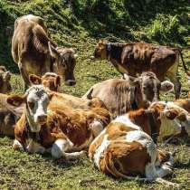 Коровы мясных пород живым весом на убой, в Элисте