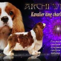 Предлагаеться для вязки кобель породы Кавалер кинг чарльз сп, в Санкт-Петербурге